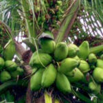 Coconut Board Registration